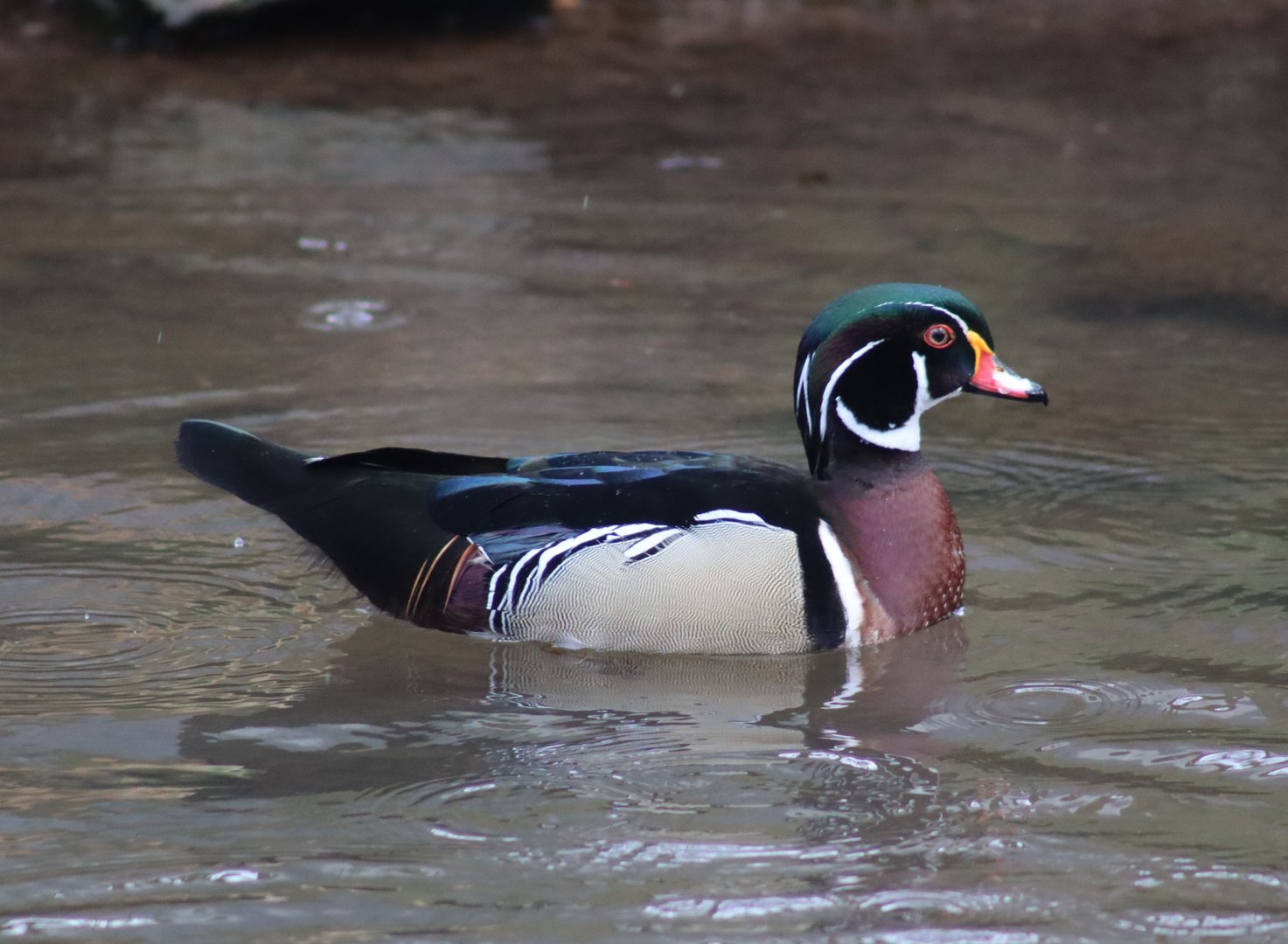 Wood Duck