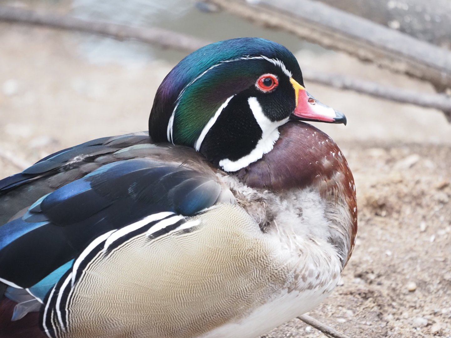 Wood Duck