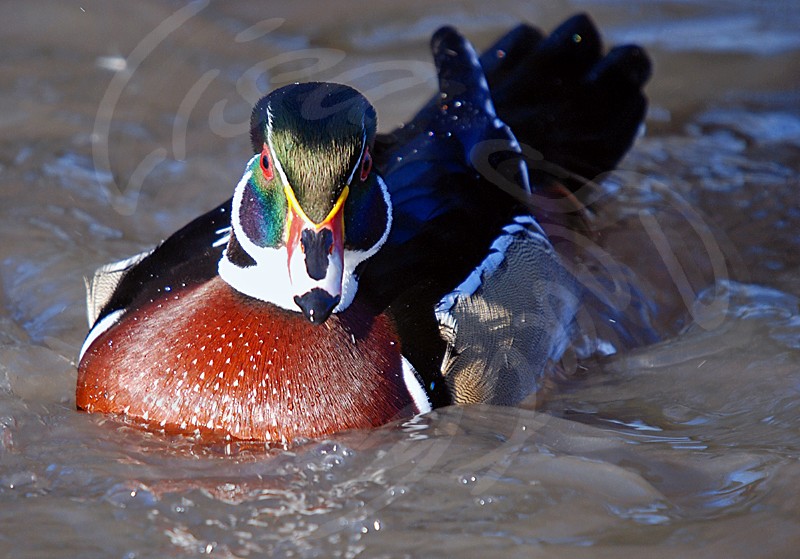 Wood Duck