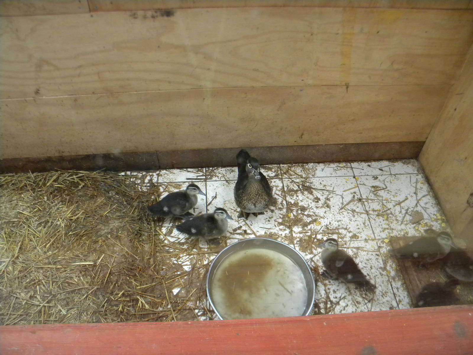 Wood Ducks at SLWAP 16/07/11