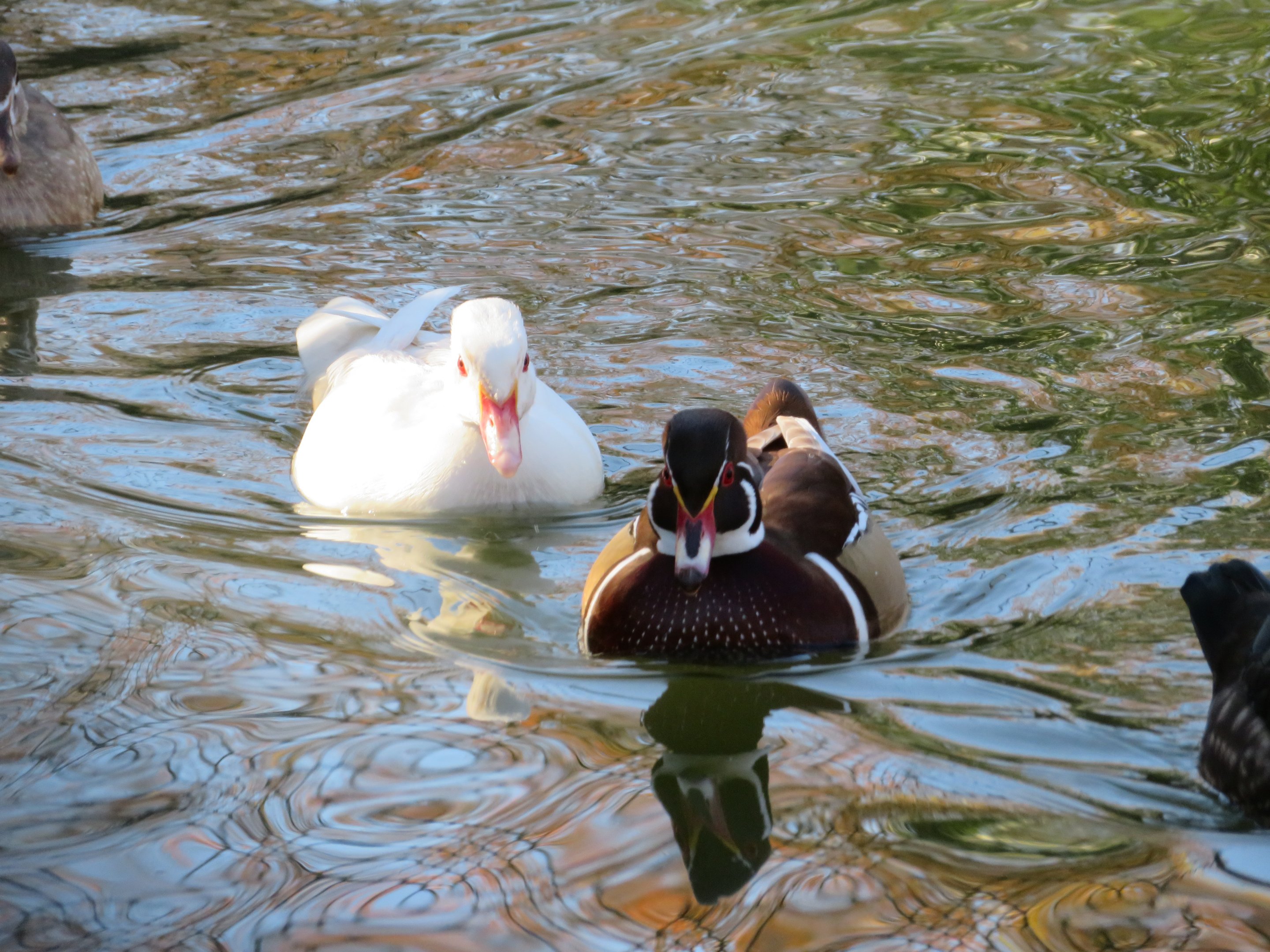Wood Ducks (White and Wild Types)