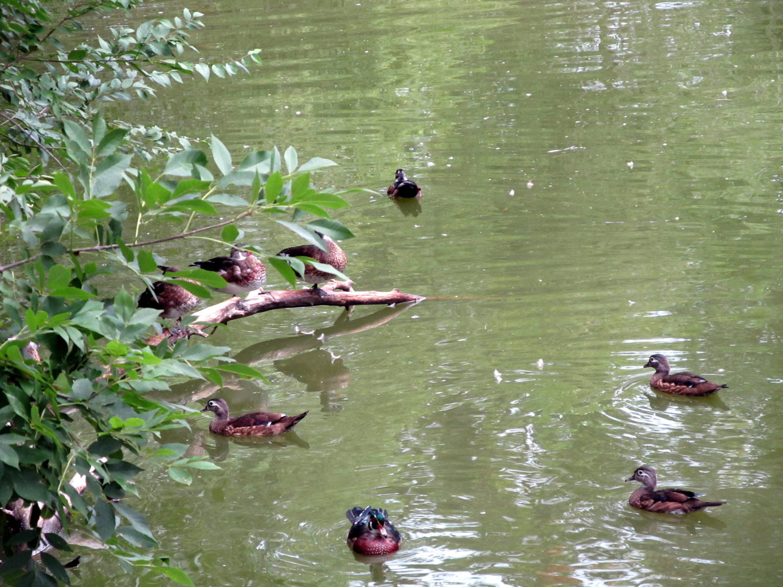 Wood Ducks