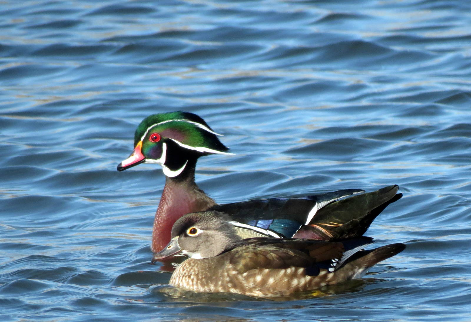 Wood Ducks