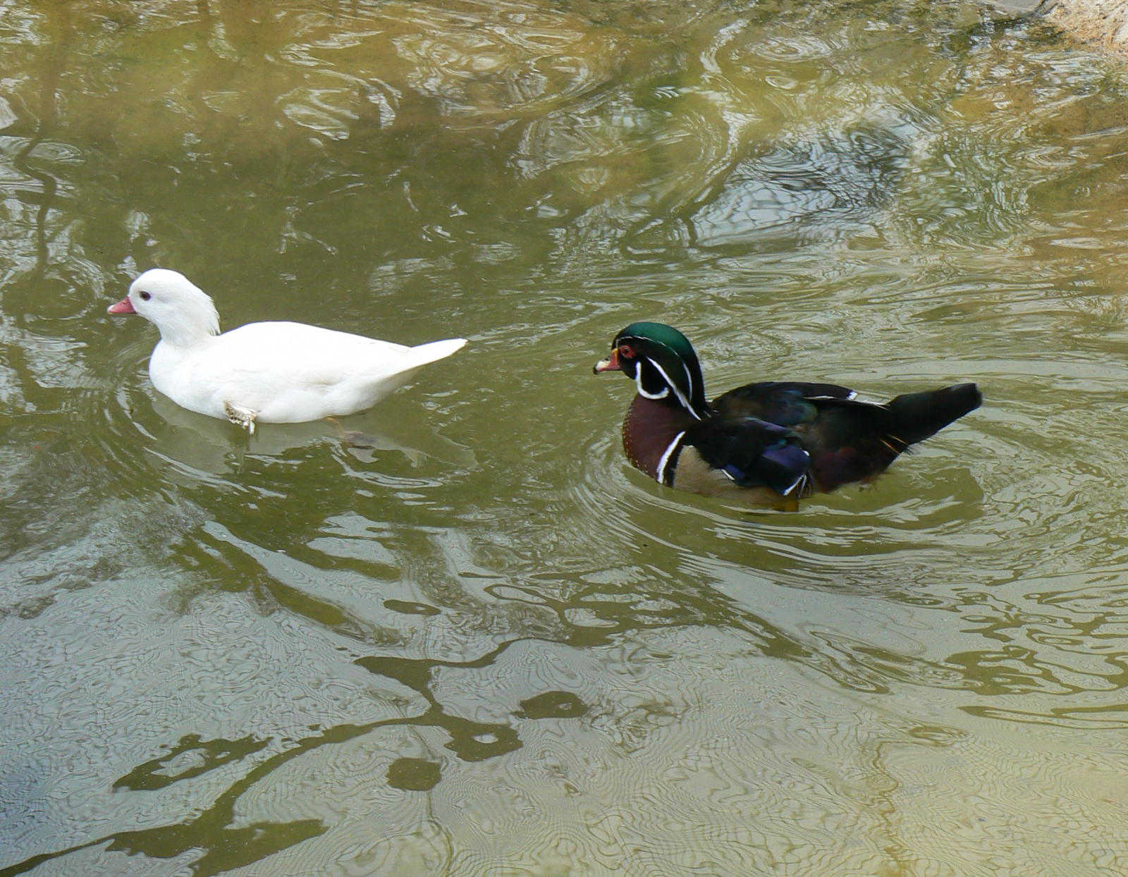 Wood Ducks