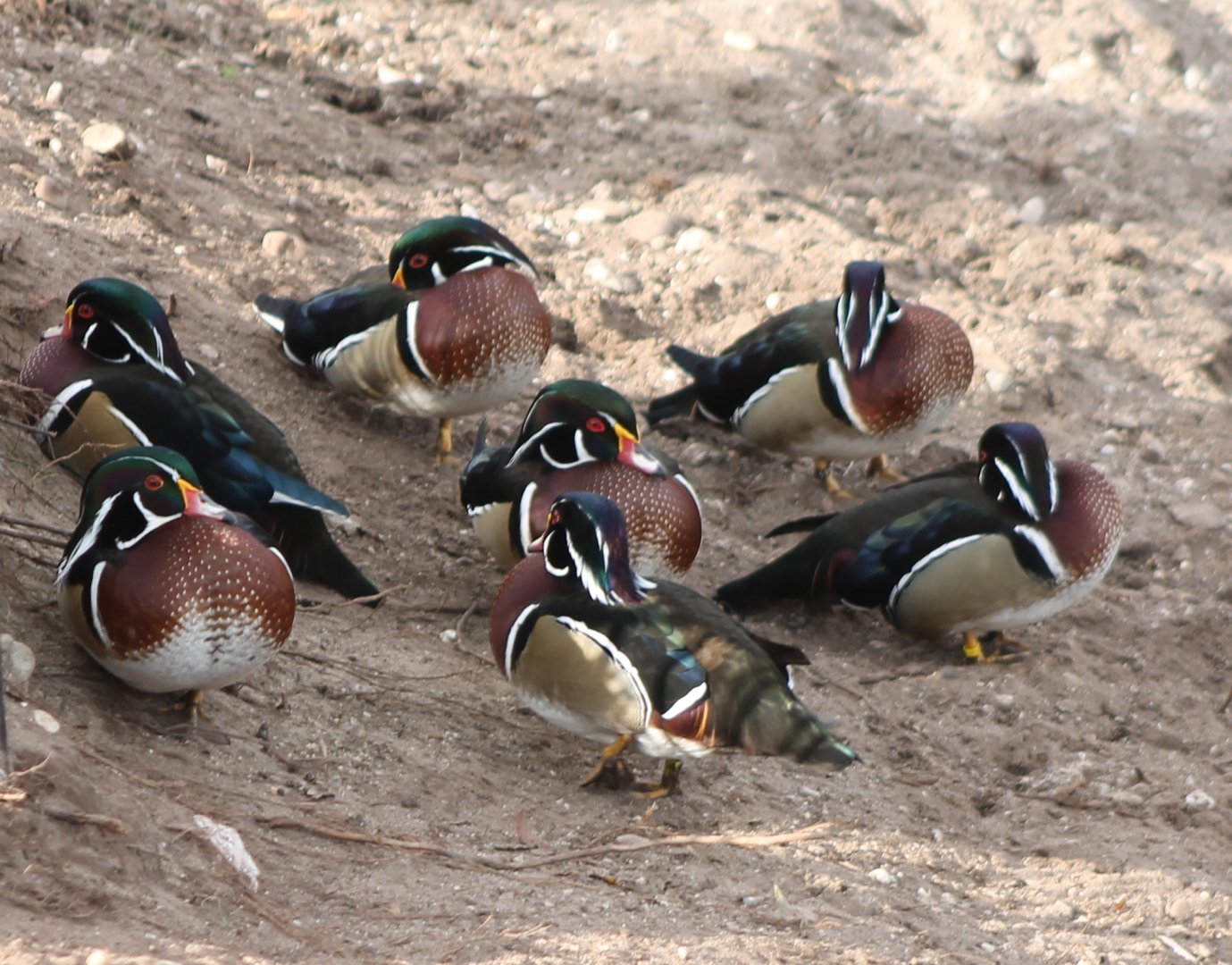 Wood ducks