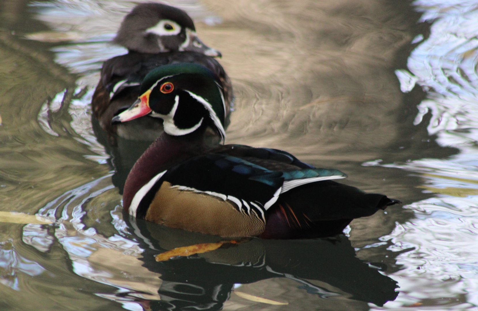 Wood ducks