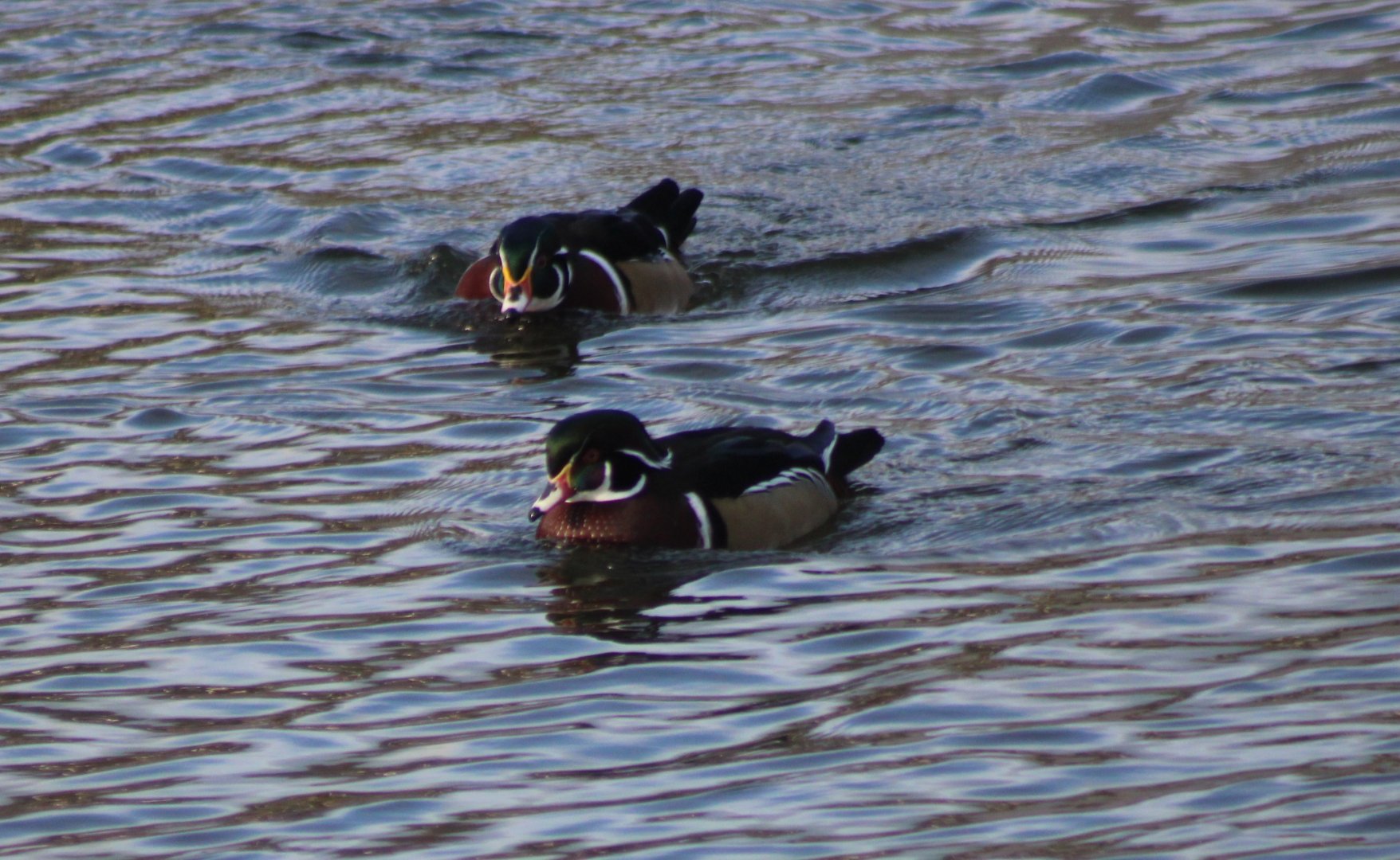 Wood ducks