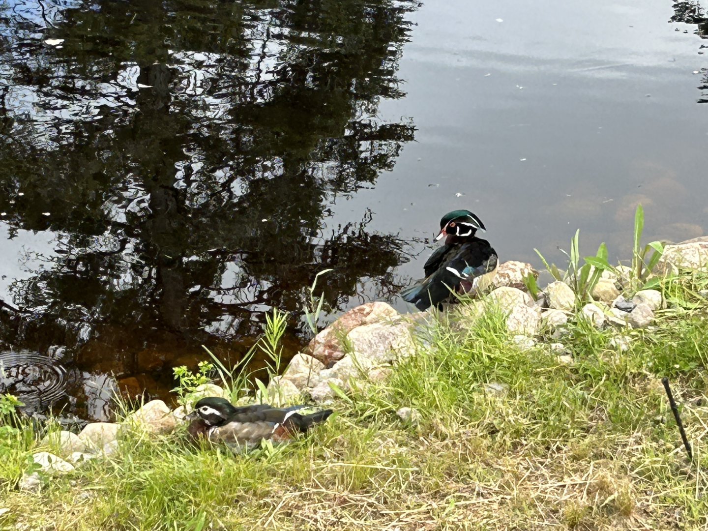 wood ducks