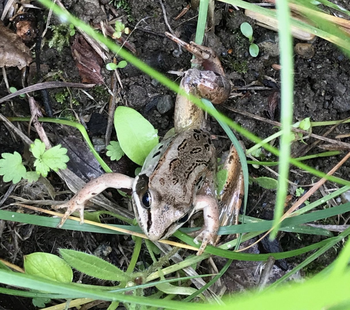 Wood Frog - Alaska