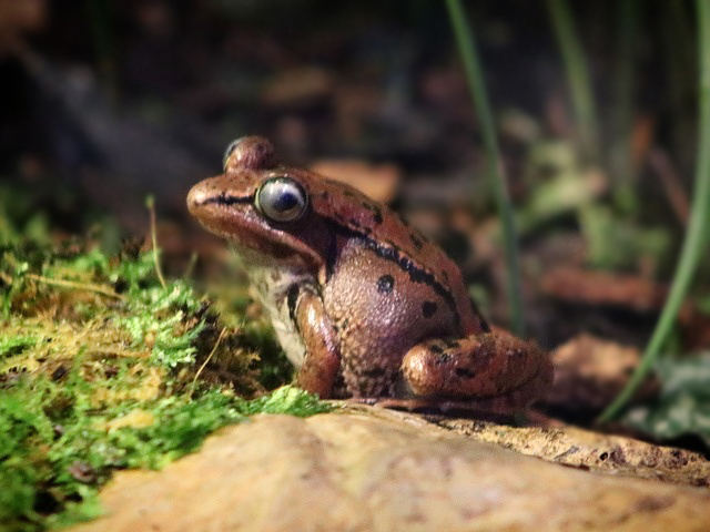 Wood Frog