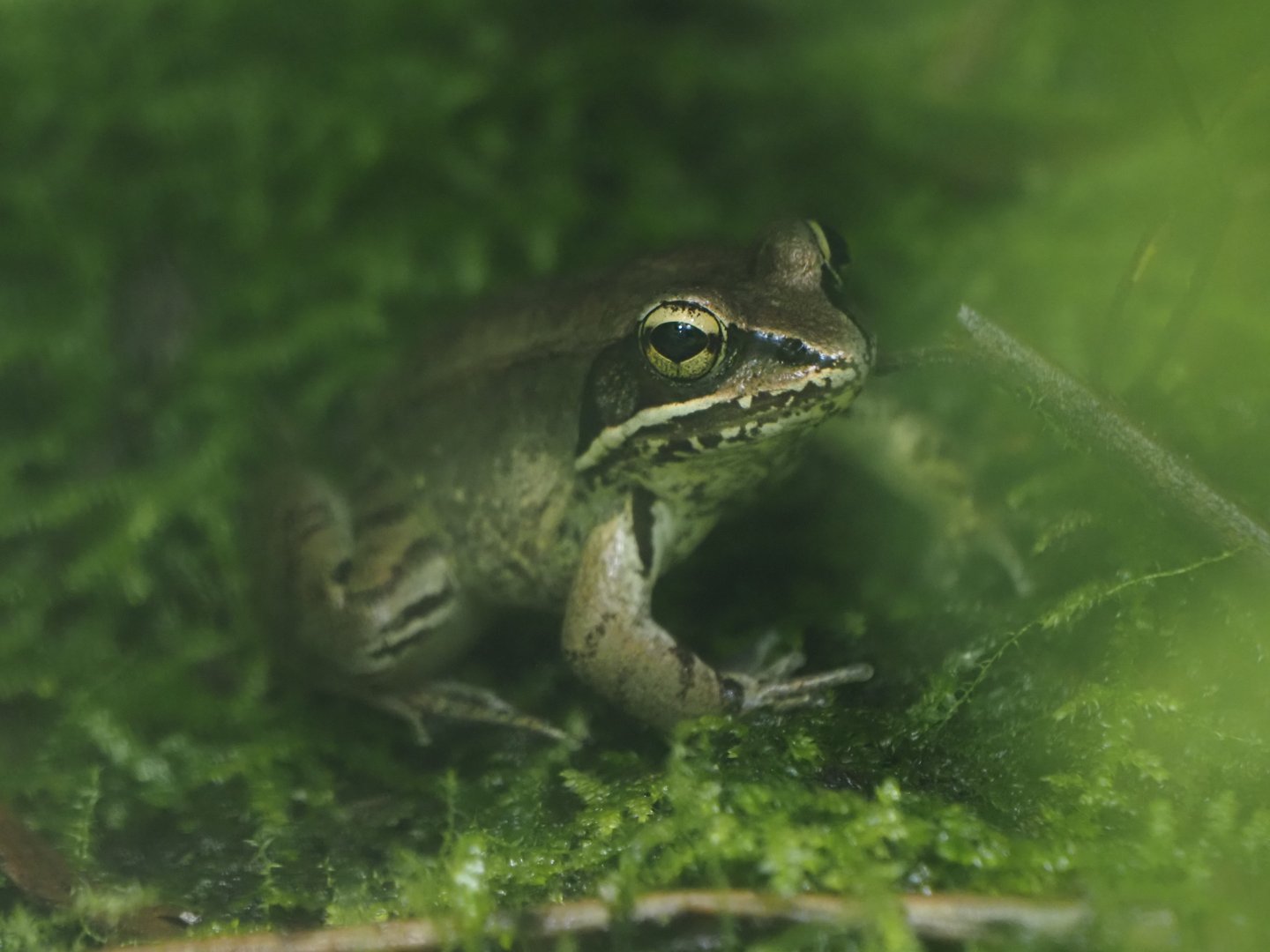 Wood Frog