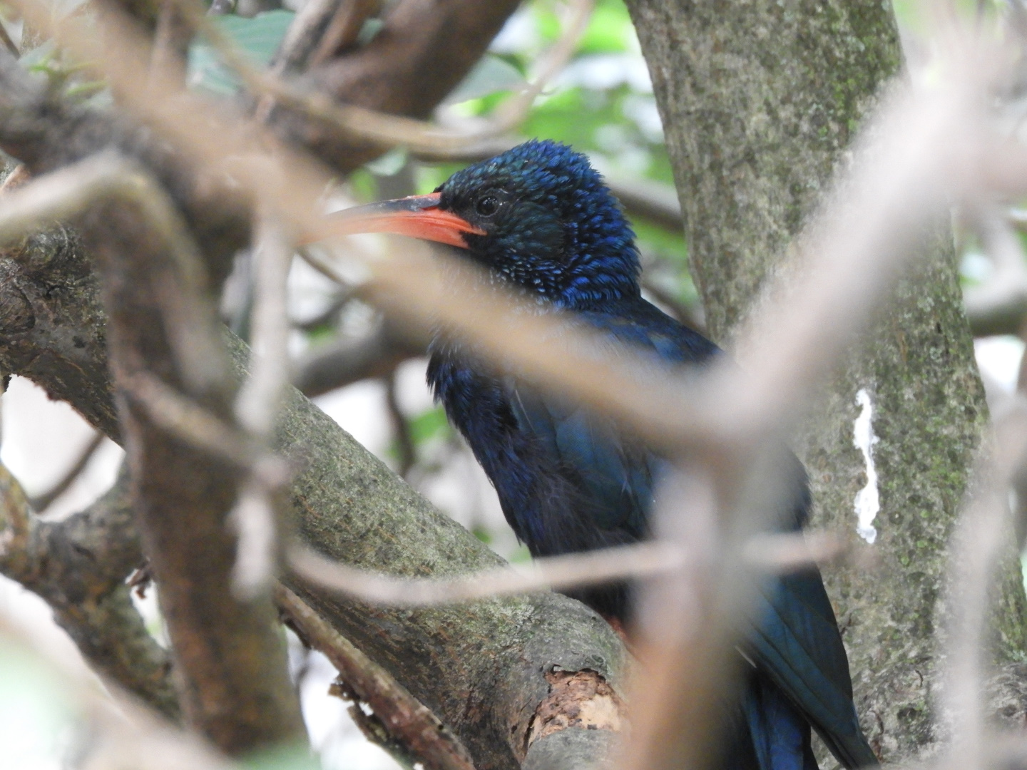 Wood-Hoopoe ID?