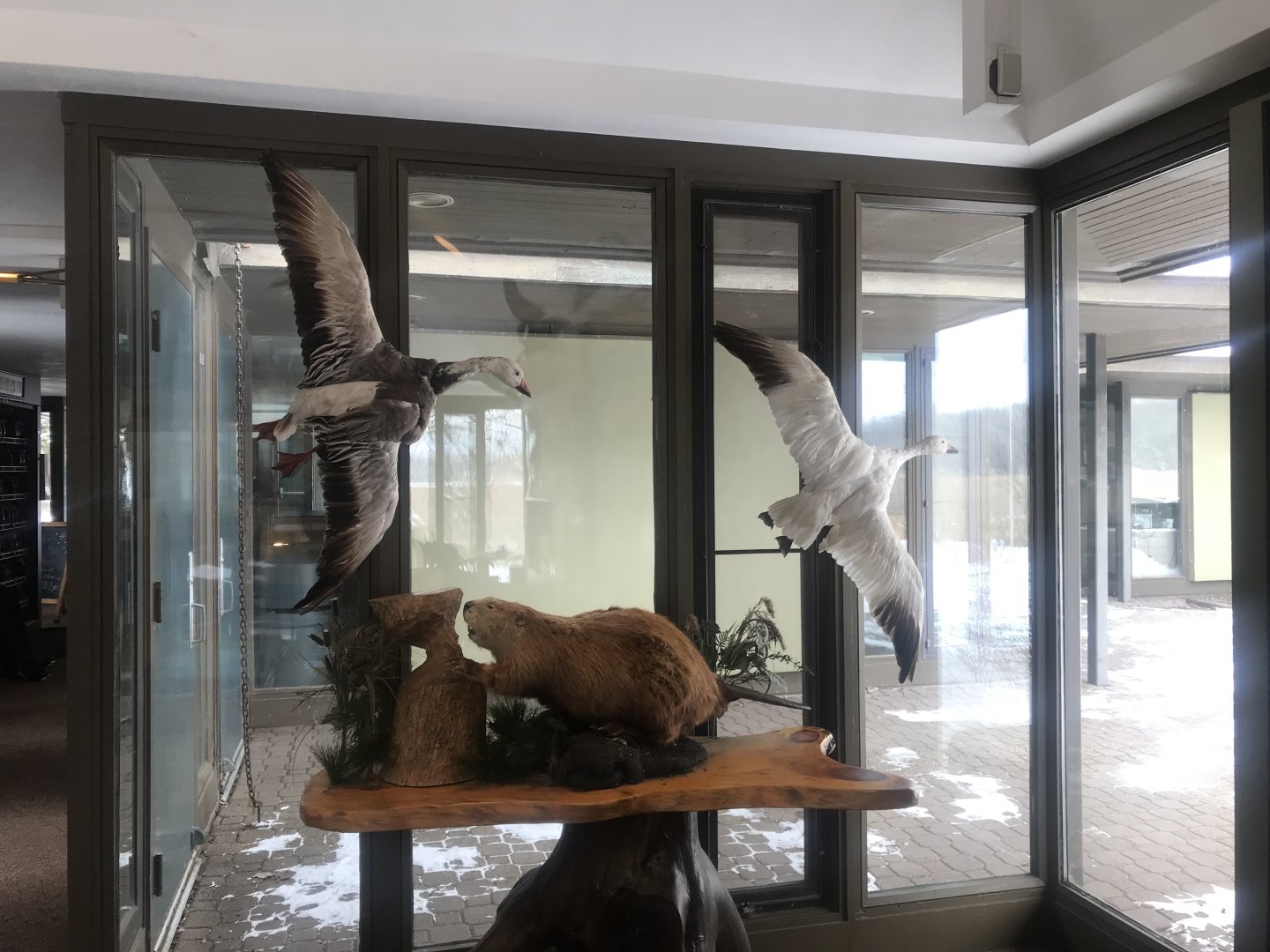 Wood Lake Nature Canter - American Beaver & Snow Goose Taxidermies