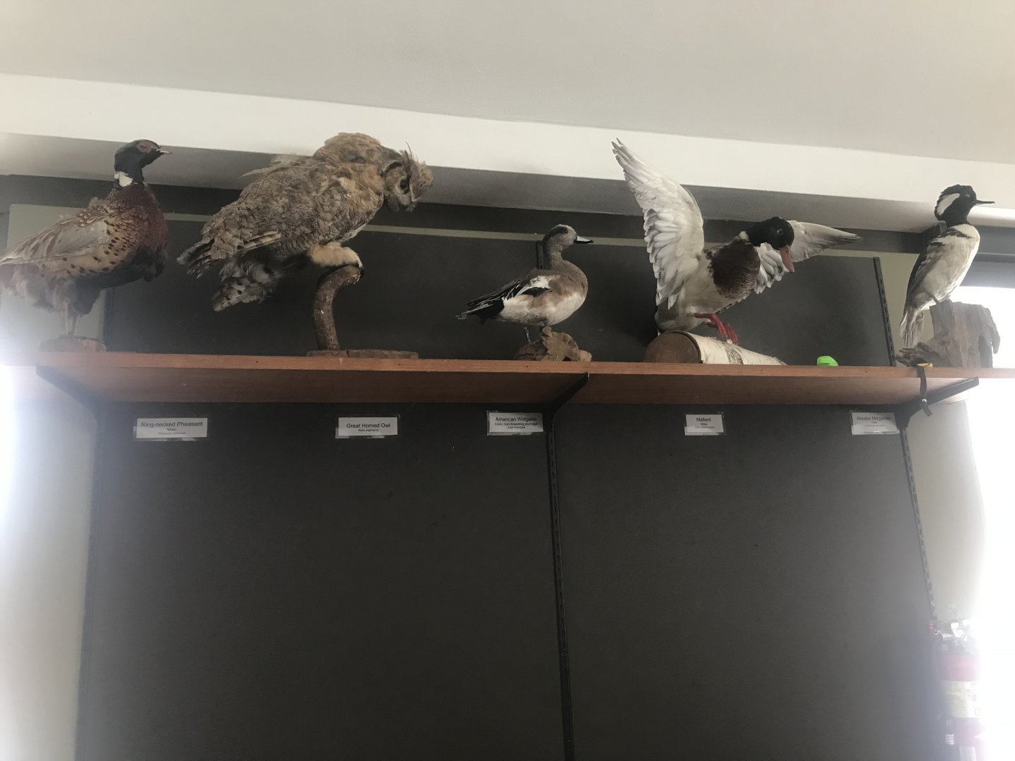 Wood Lake Nature Center - Assorted Bird Taxidermies
