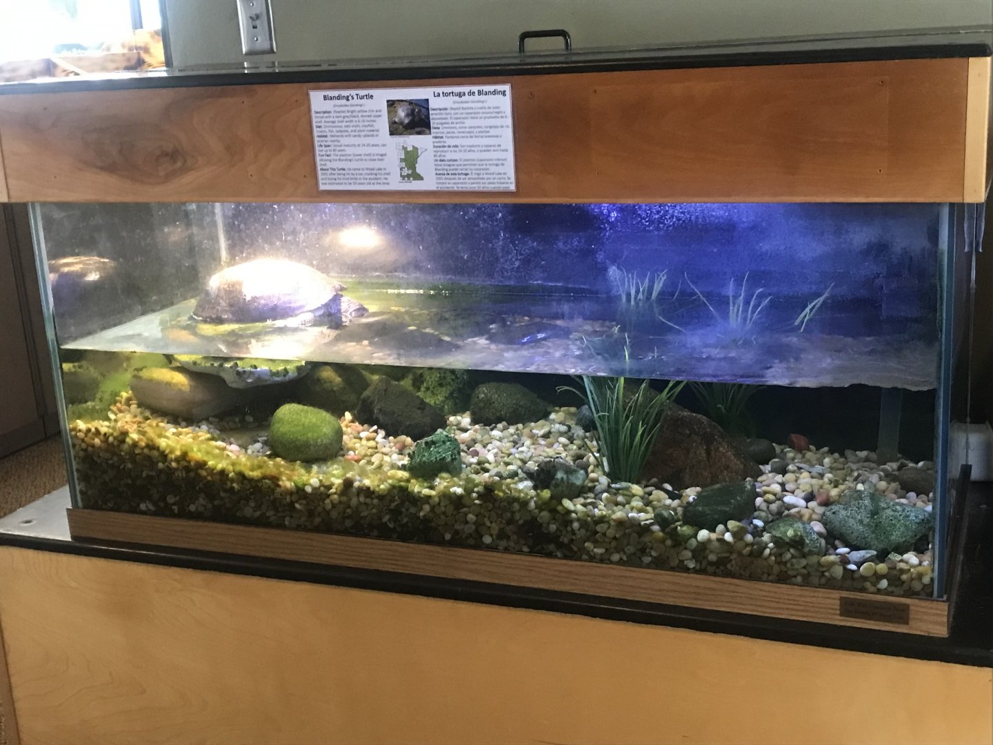 Wood Lake Nature Center - Blanding’s Turtle Tank