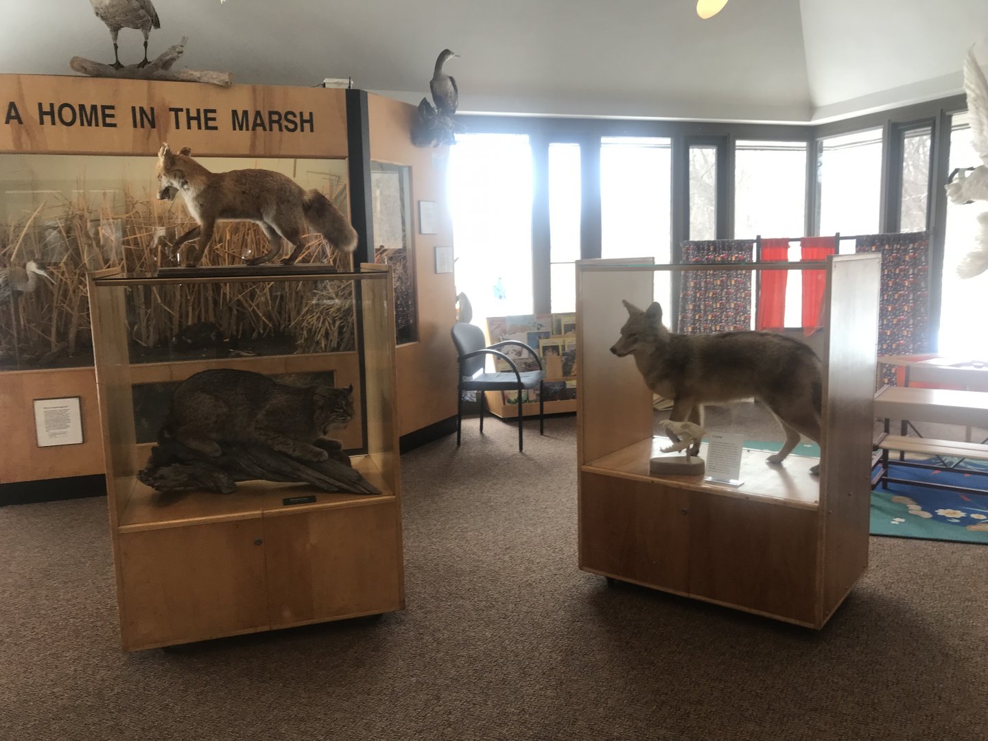 Wood Lake Nature Center - Bobcat, Red Fox, & Coyote Displays