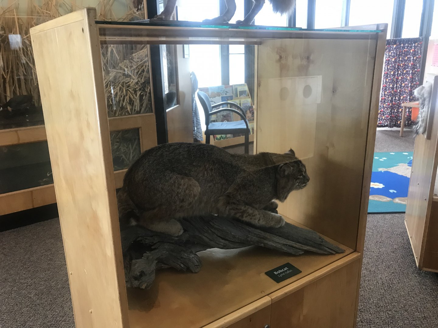 Wood Lake Nature Center - Bobcat Taxidermy