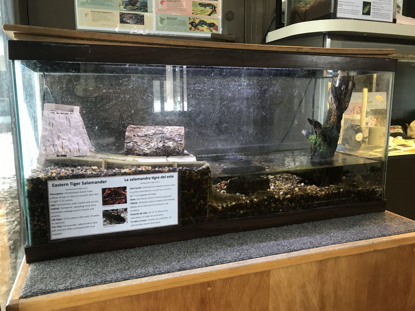Wood Lake Nature Center - Eastern Tiger Salamander Tank
