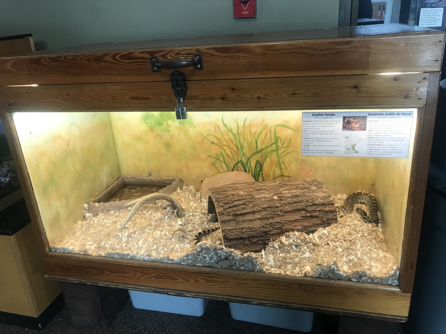 Wood Lake Nature Center - Gopher Snake/ Bullsnake Terrarium