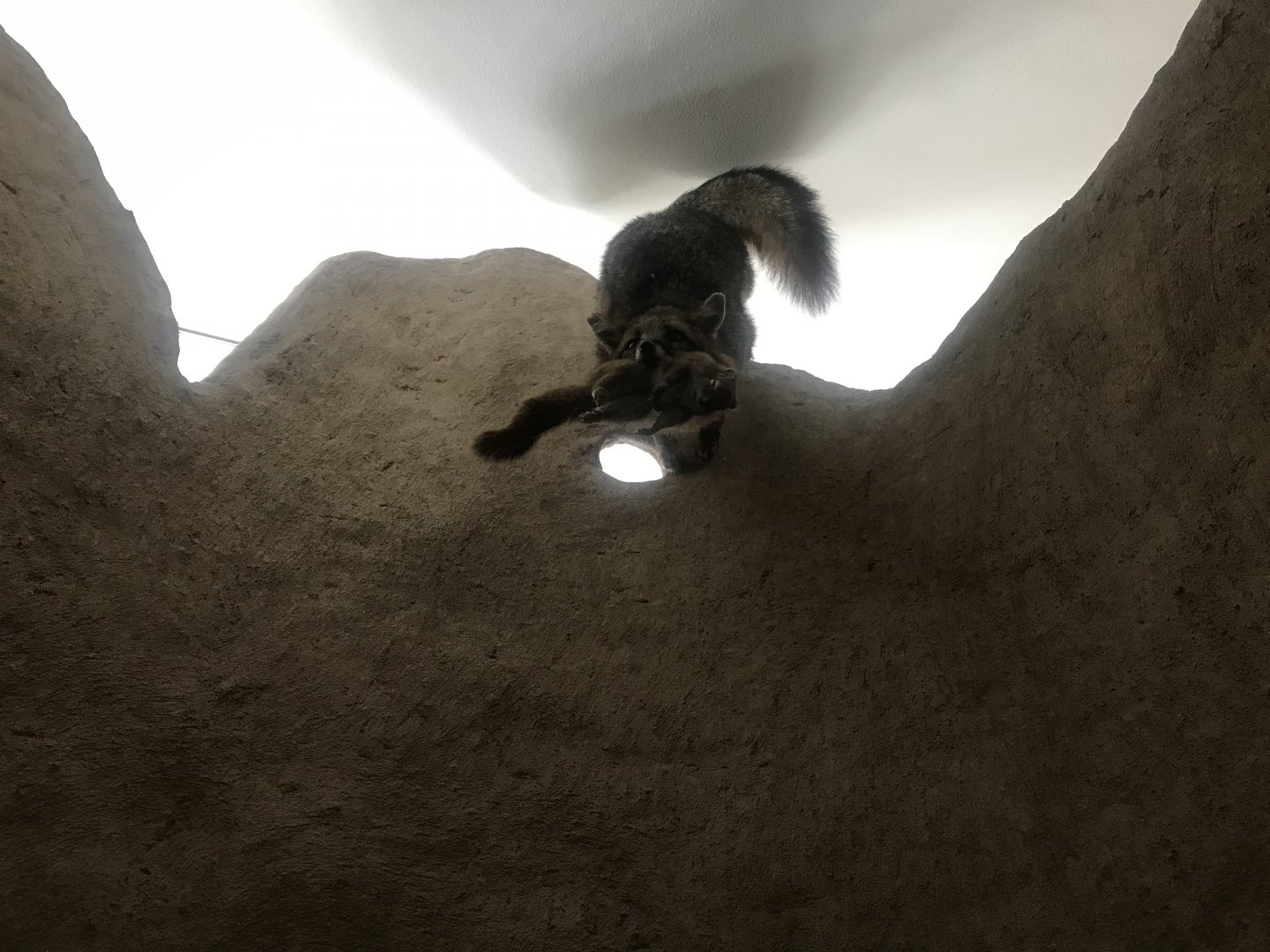 Wood Lake Nature Center - Gray Fox Taxidermy