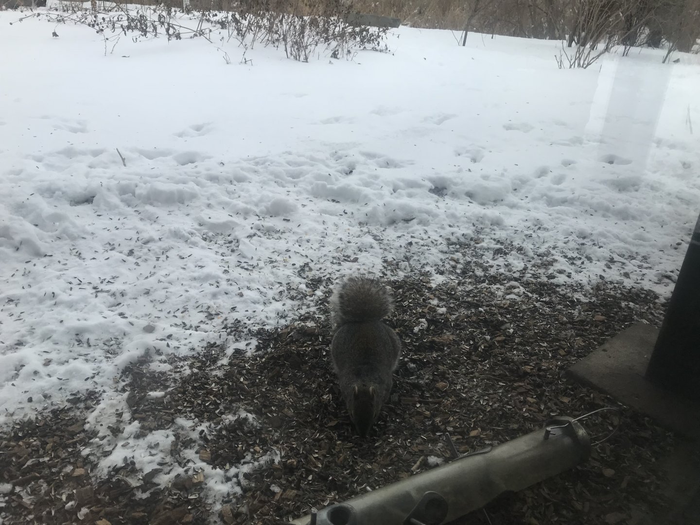 Wood Lake Nature Center - Gray Squirrel Seen From Observation Window