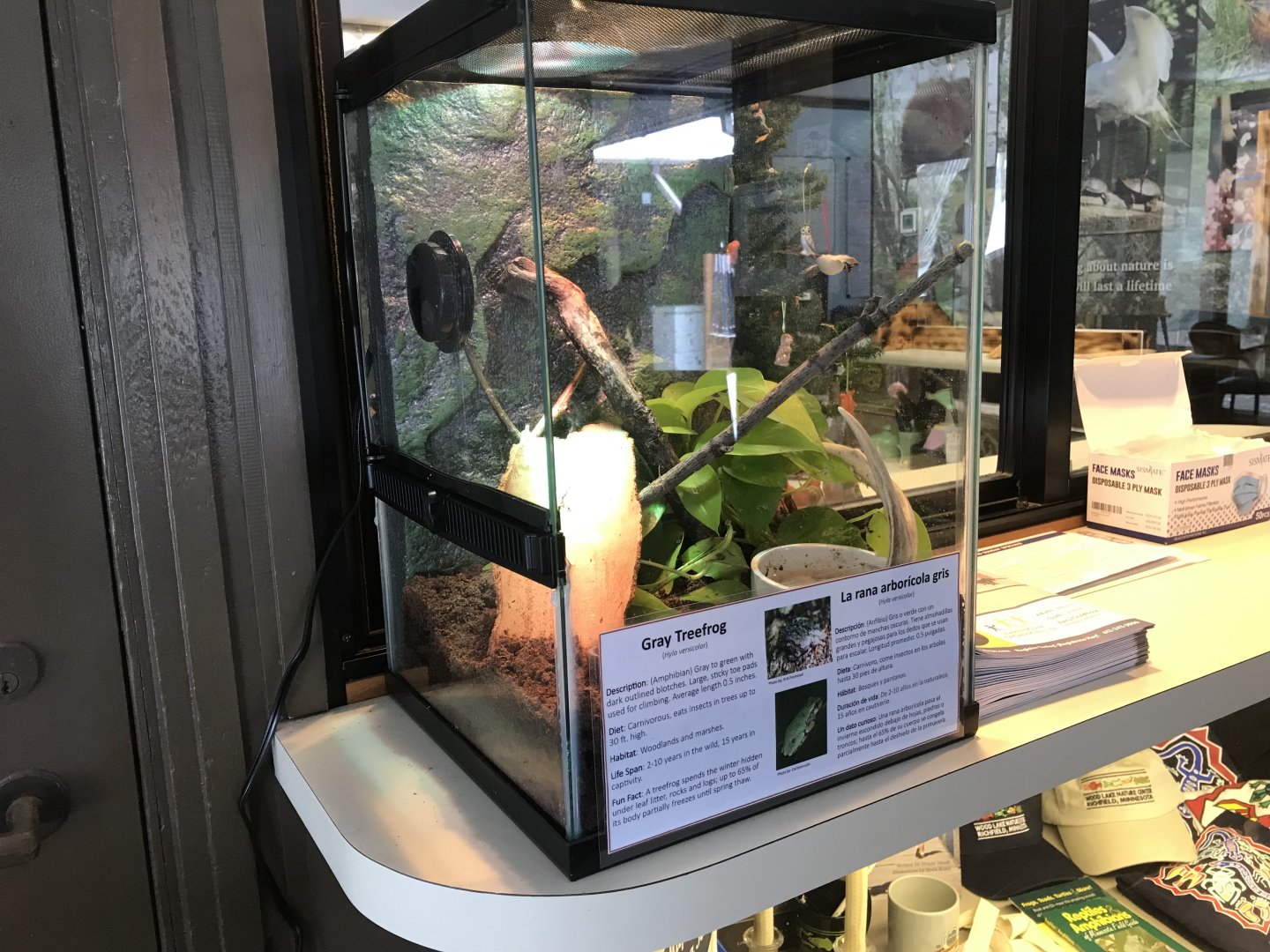 Wood Lake Nature Center - Gray Treefrog Terrarium