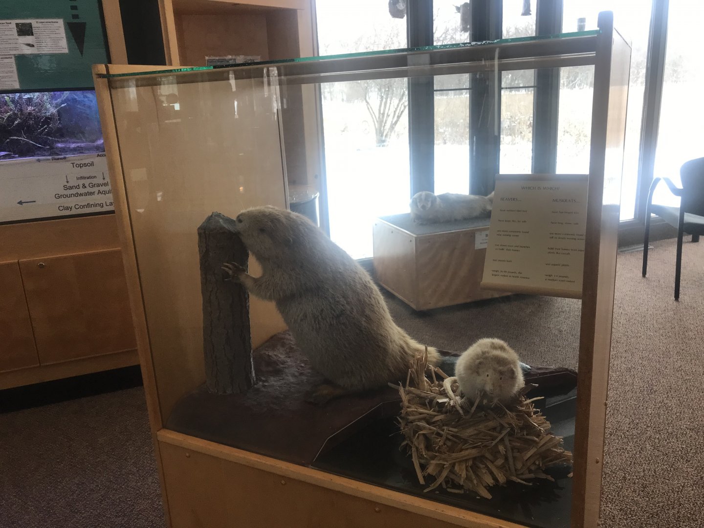 Wood Lake Nature Center - Leucistic Beaver & Muskrat Displays