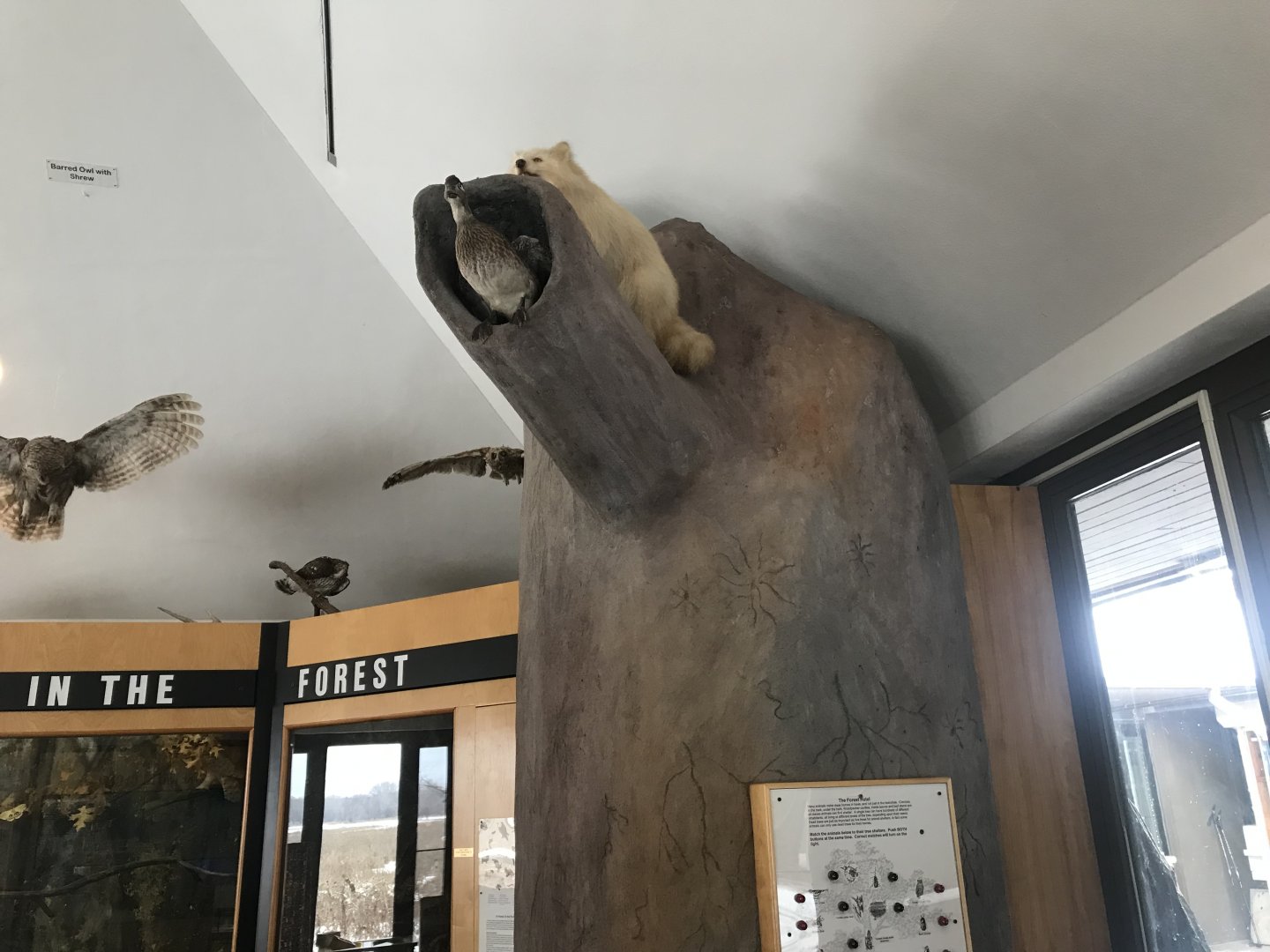 Wood Lake Nature Center - Leucistic Northern Raccoon Display
