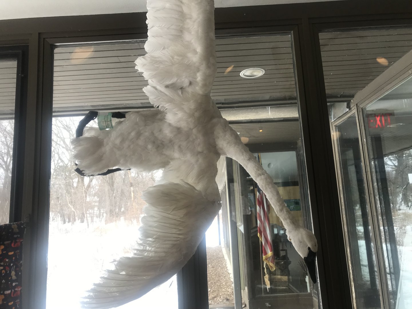 Wood Lake Nature Center - Trumpeter Swan Taxidermy