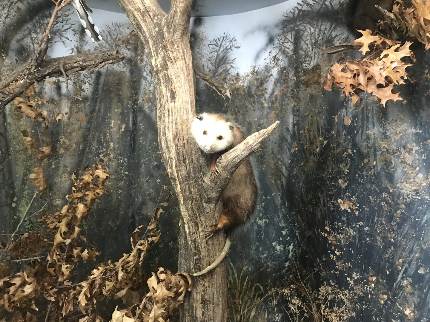 Wood Lake Nature Center - Virginia Opossum Taxidermy