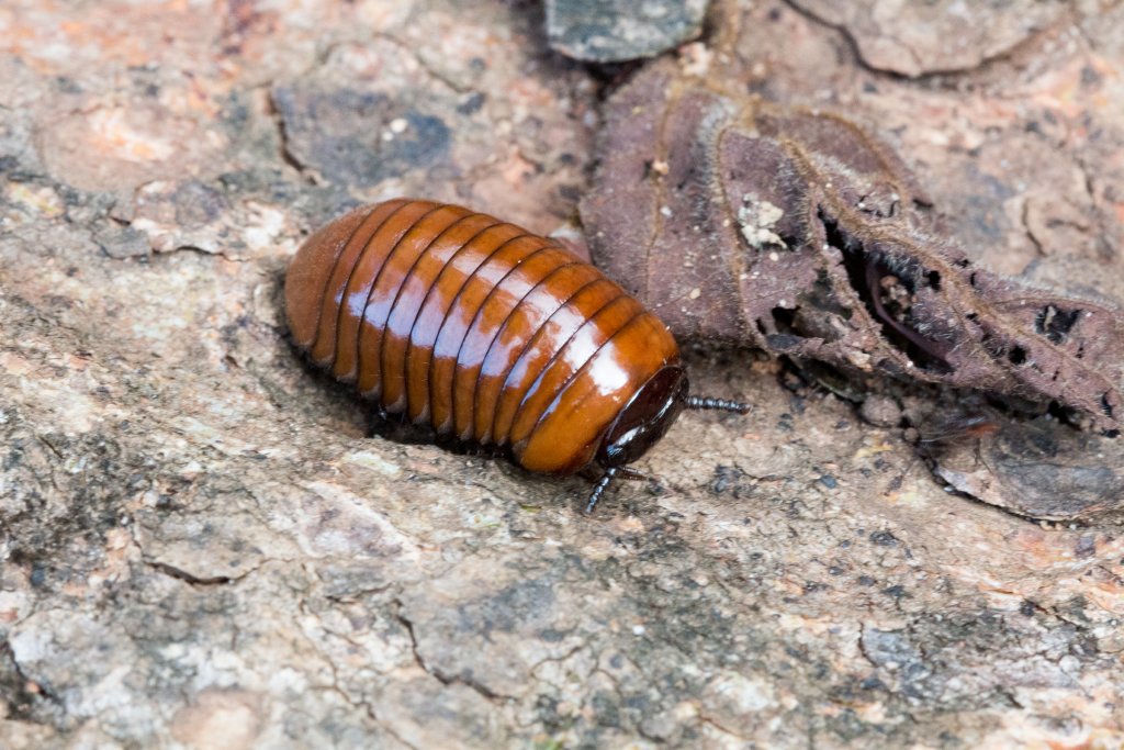 Wood Louse