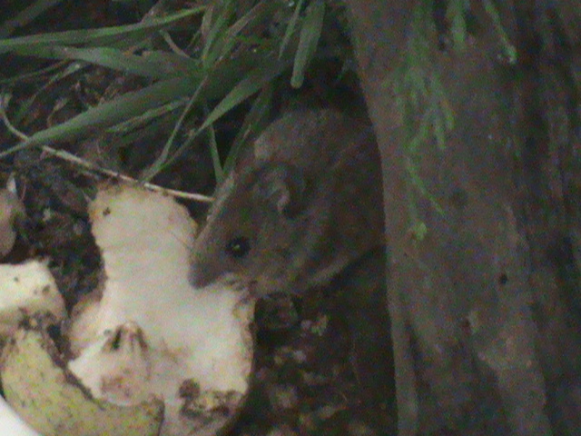 wood mouse 050311