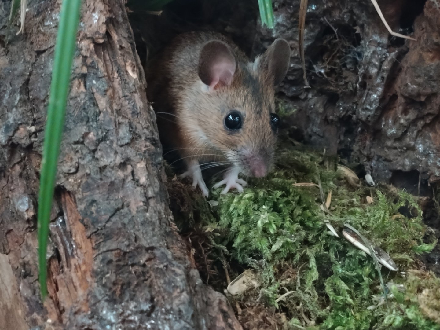 Wood Mouse 22/6/24