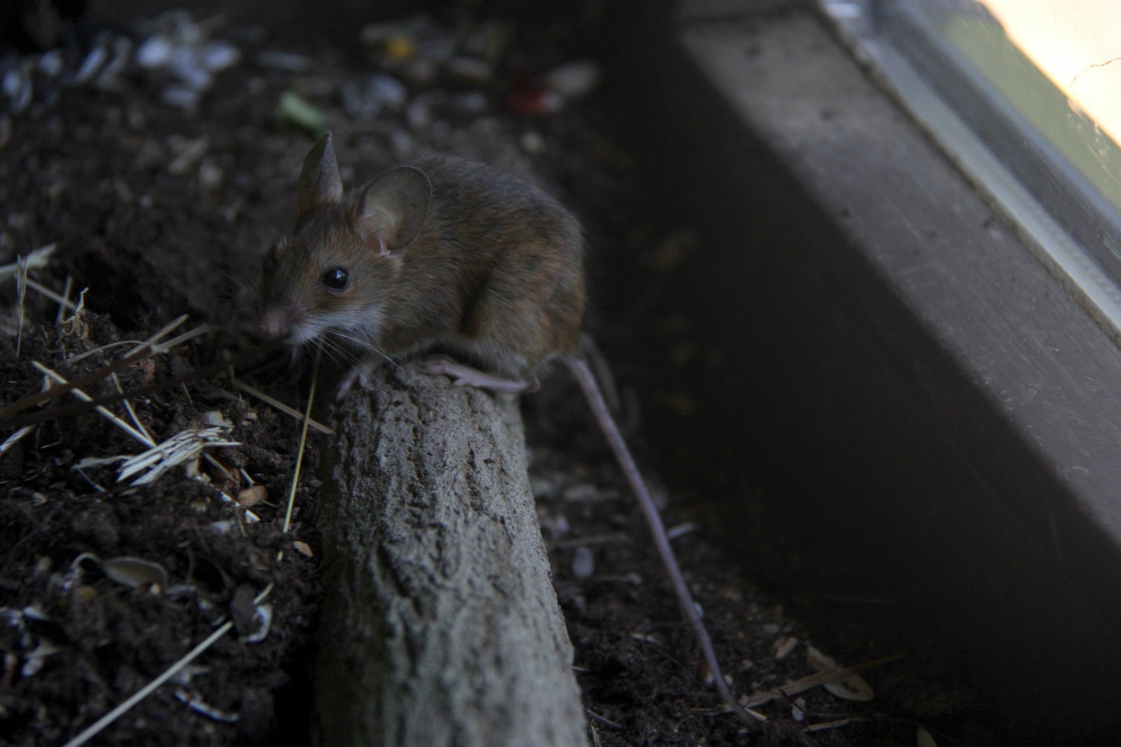 wood mouse (Apodemus sylvaticus)