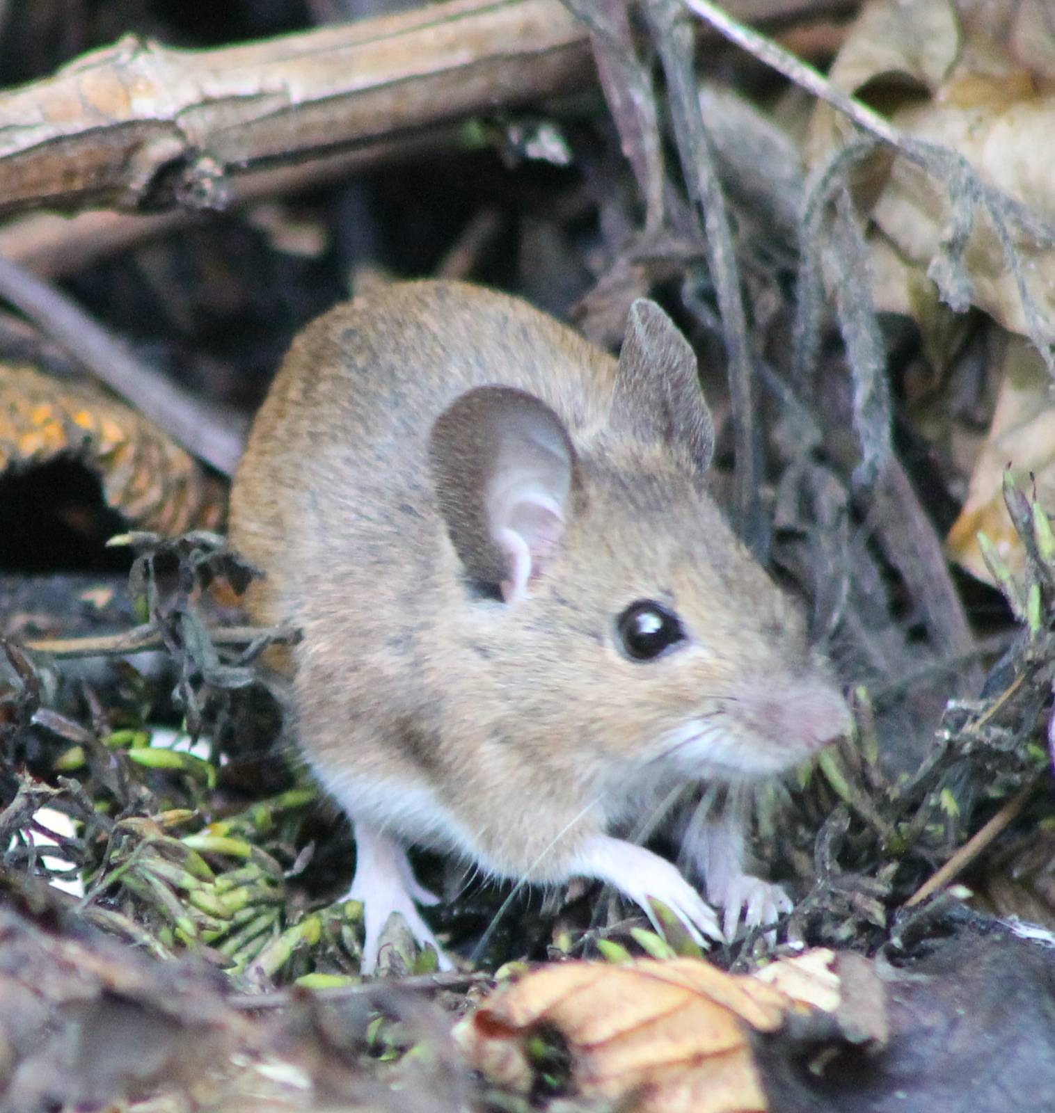 Wood mouse