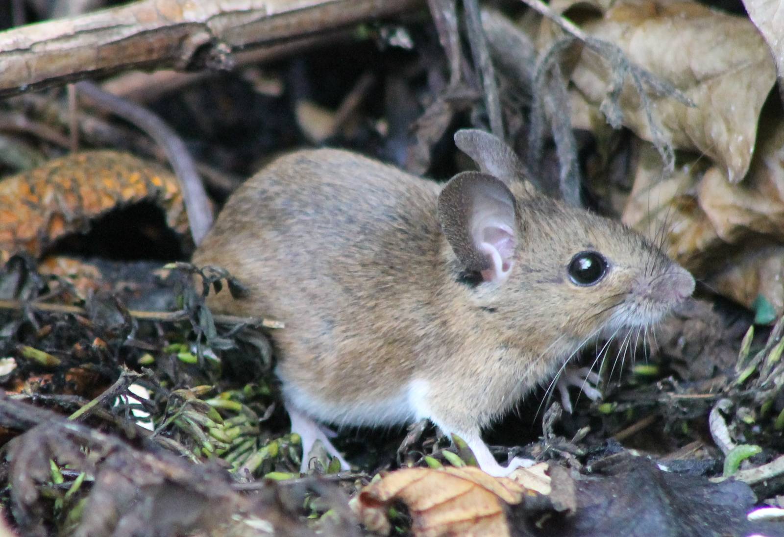 Wood mouse