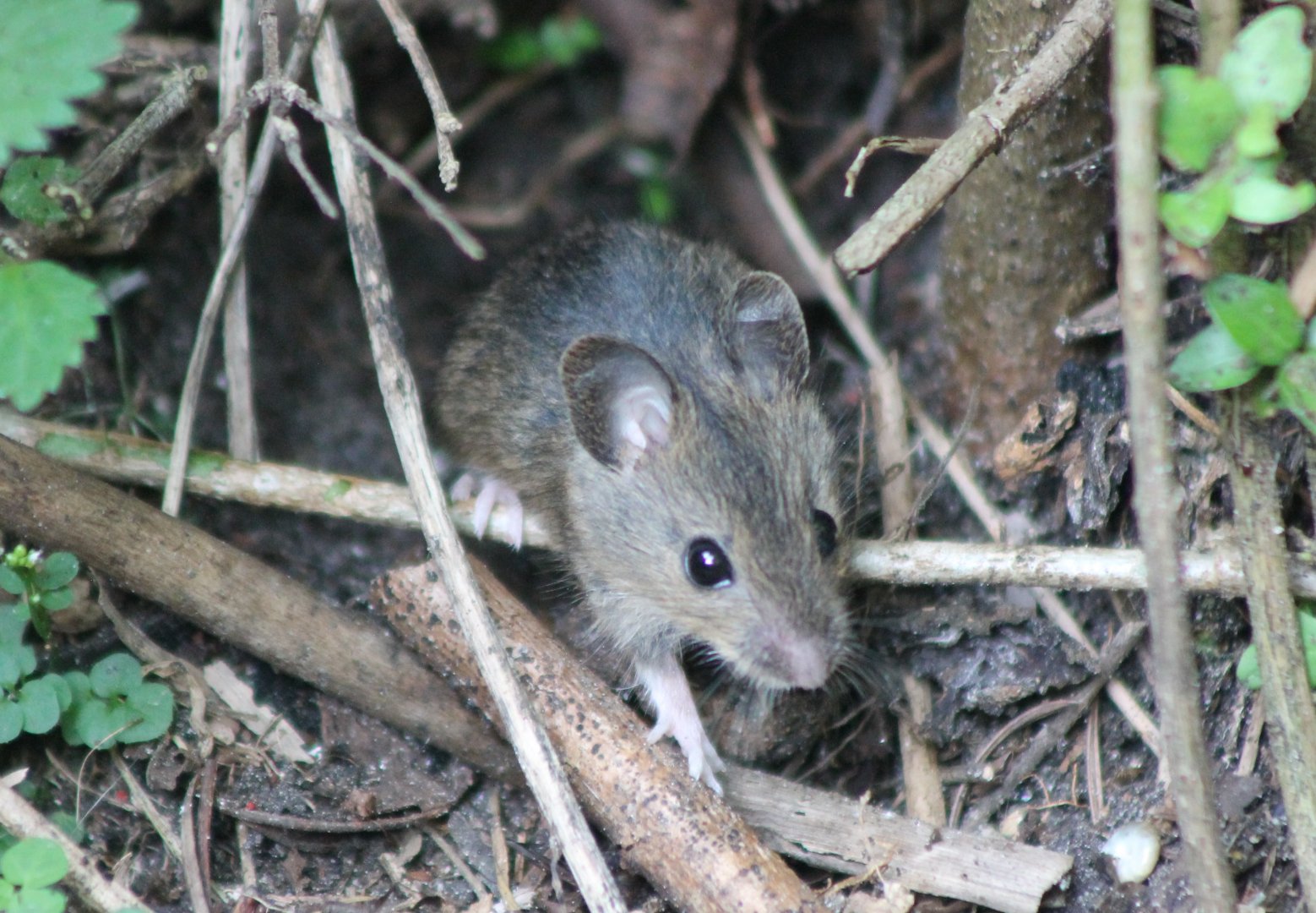 Wood mouse