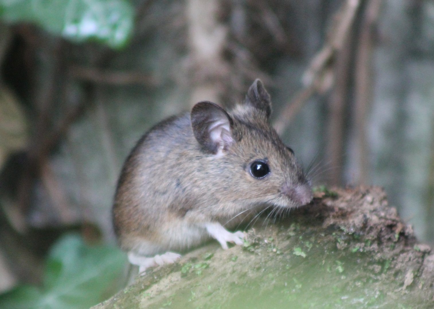Wood mouse