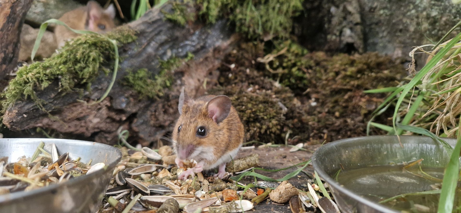 Wood Mouse