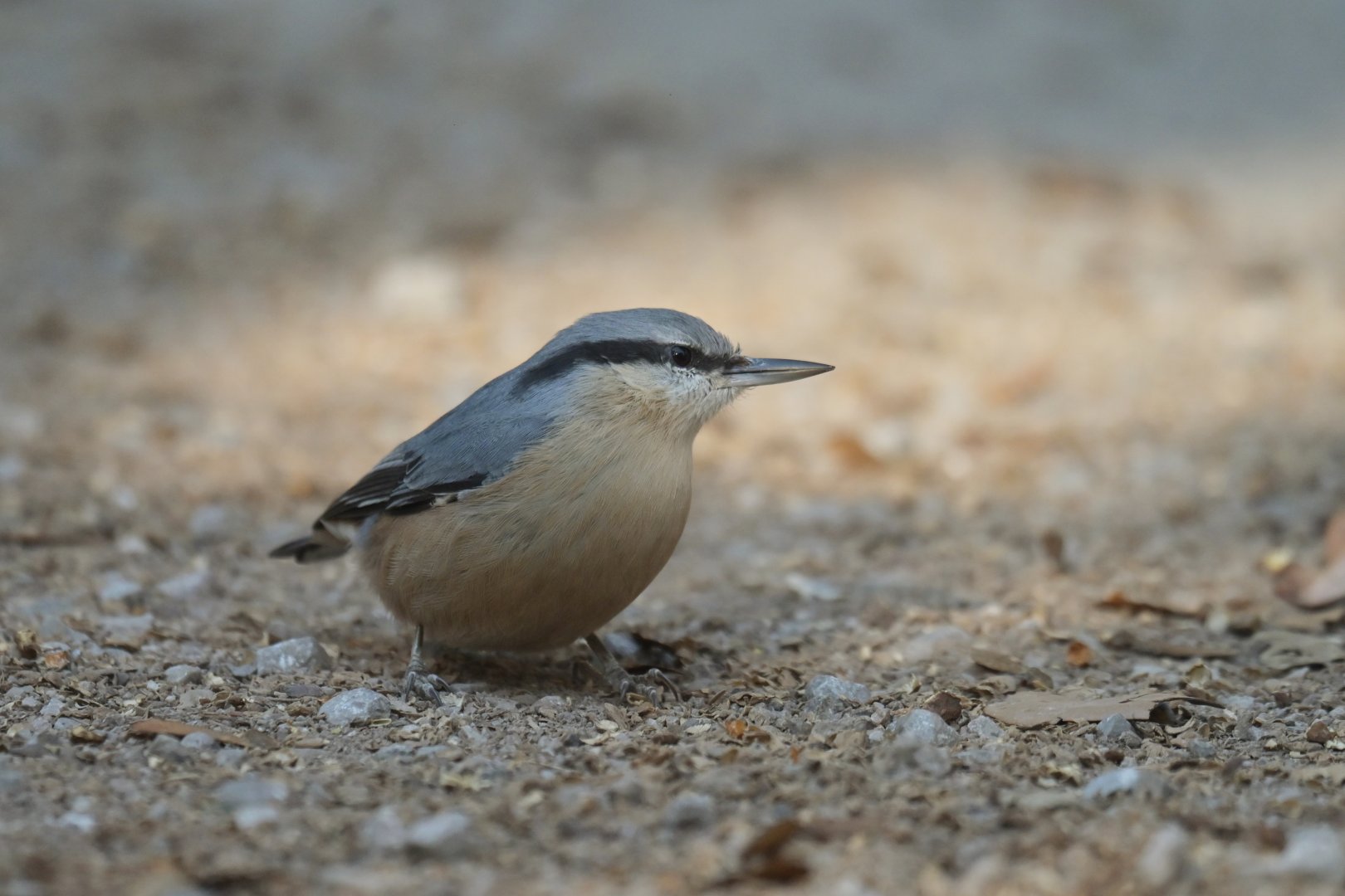 Wood Nuthatch Sitta europaea