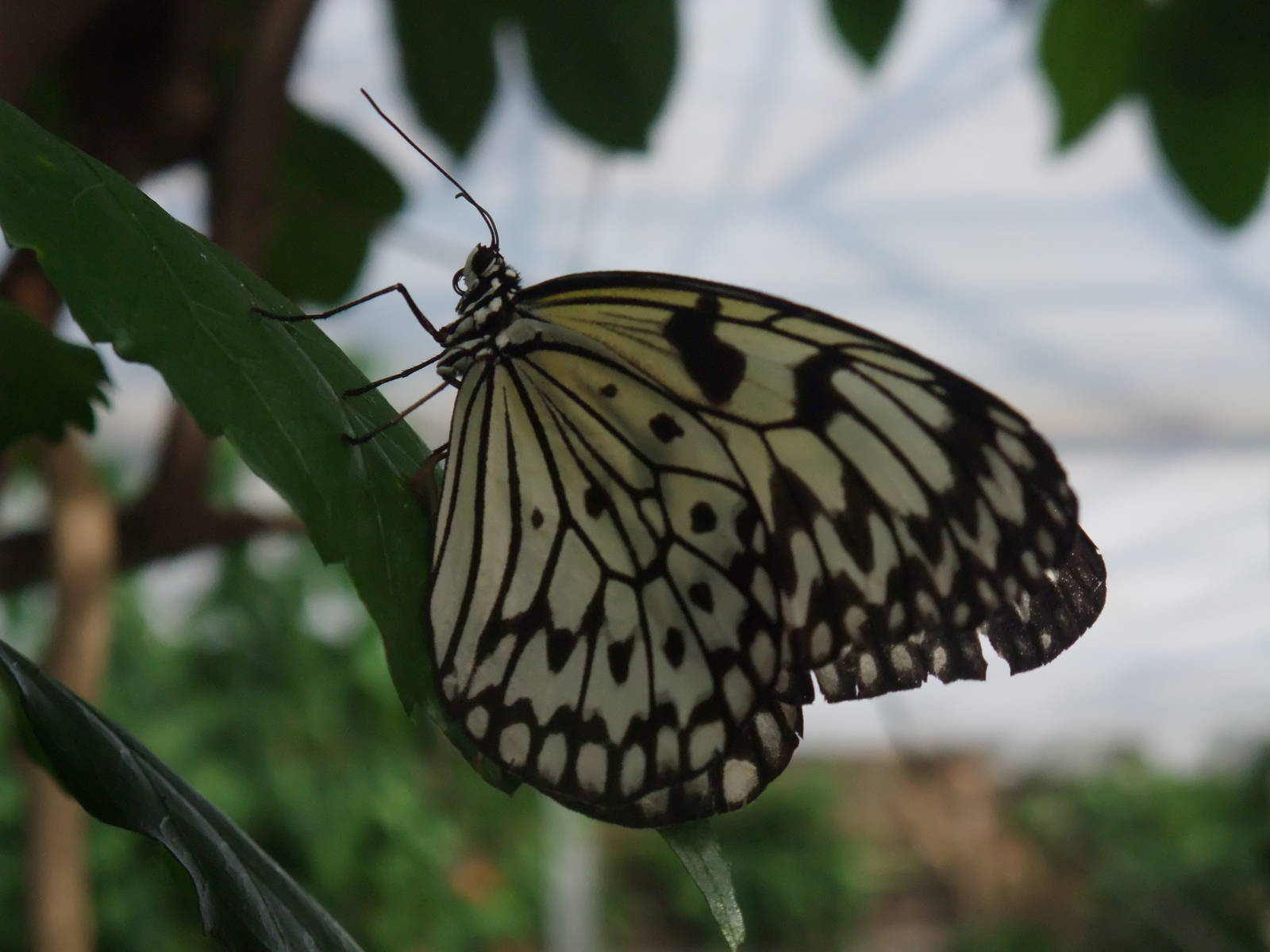 Wood Nymph at Long Sutton 25/04/11