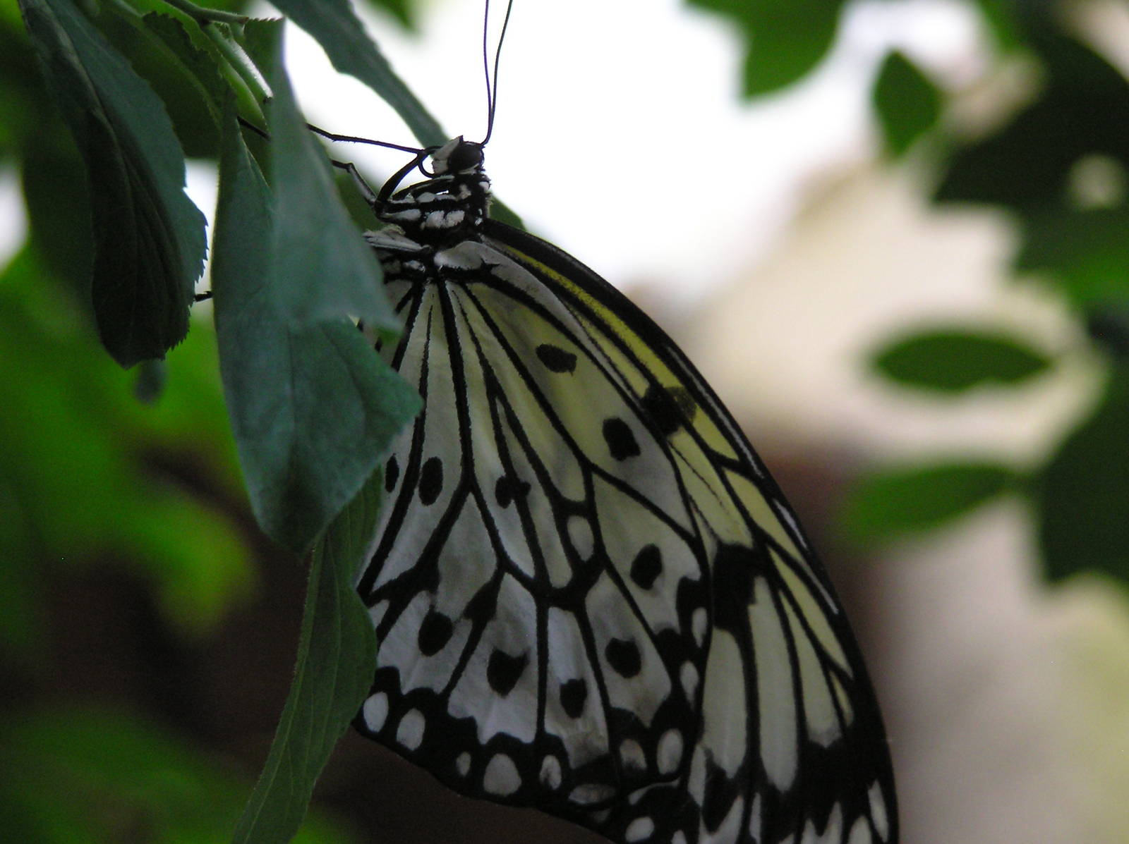 Wood Nymph Butterfly