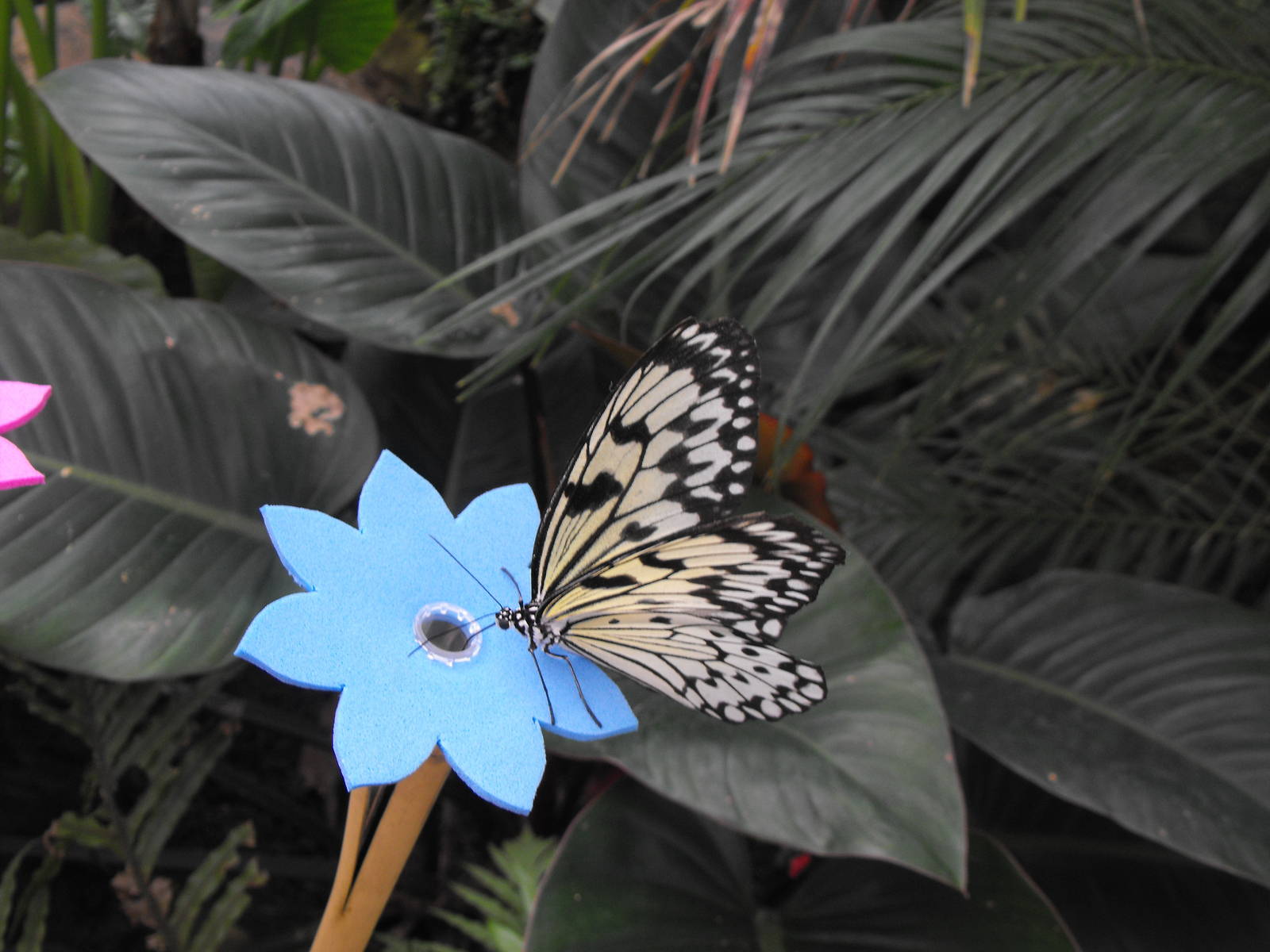 Wood Nymph Butterfly