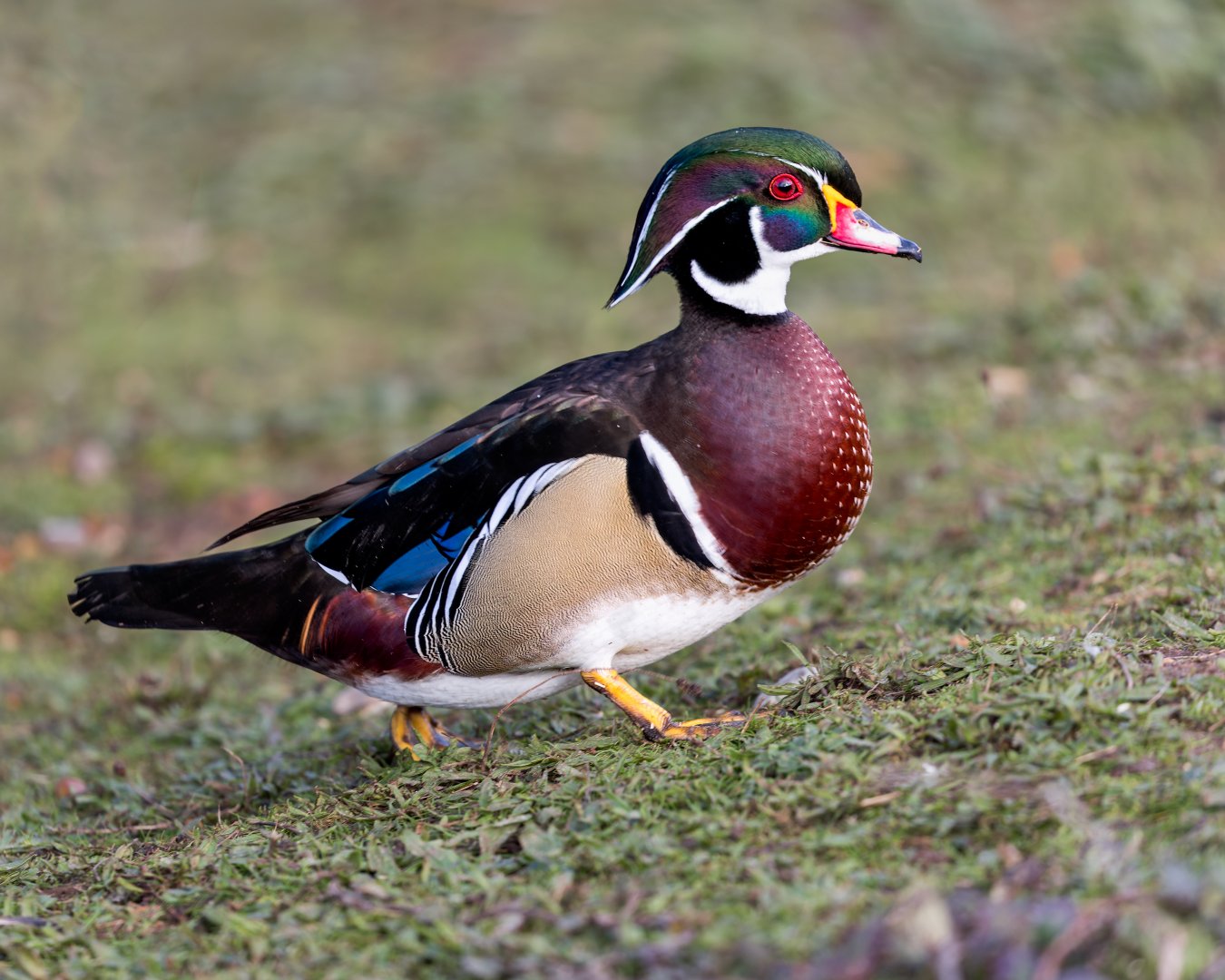 Wood or Carolina Duck / Watatunga / 31-10-23