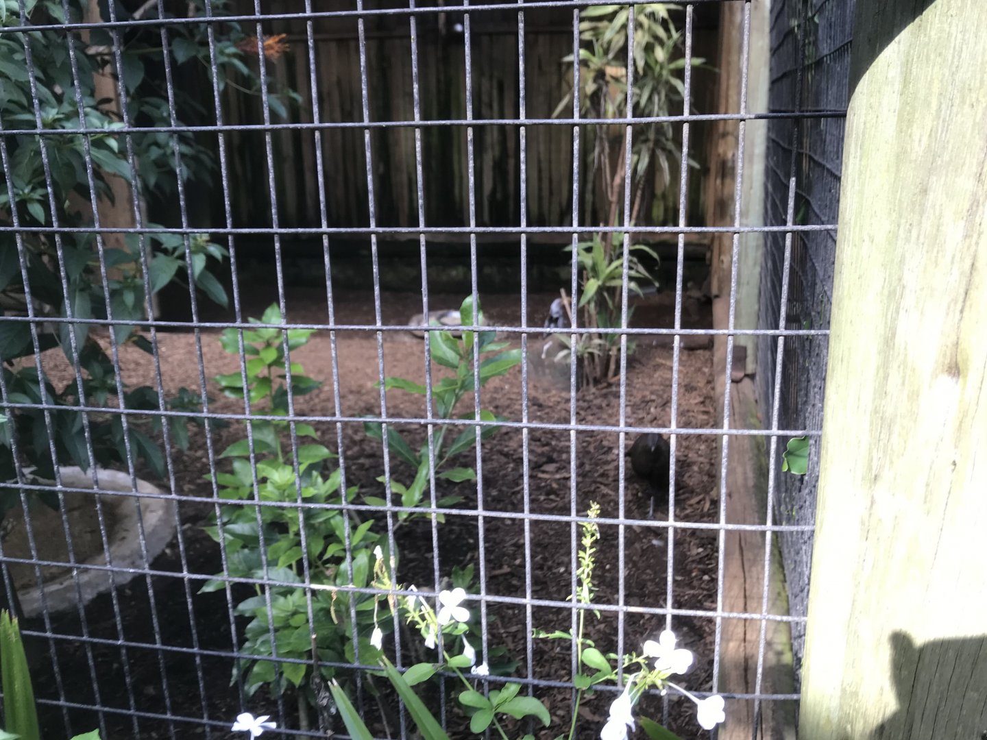 Wood Owl/ Germain’s Peacock-Pheasant Exhibit