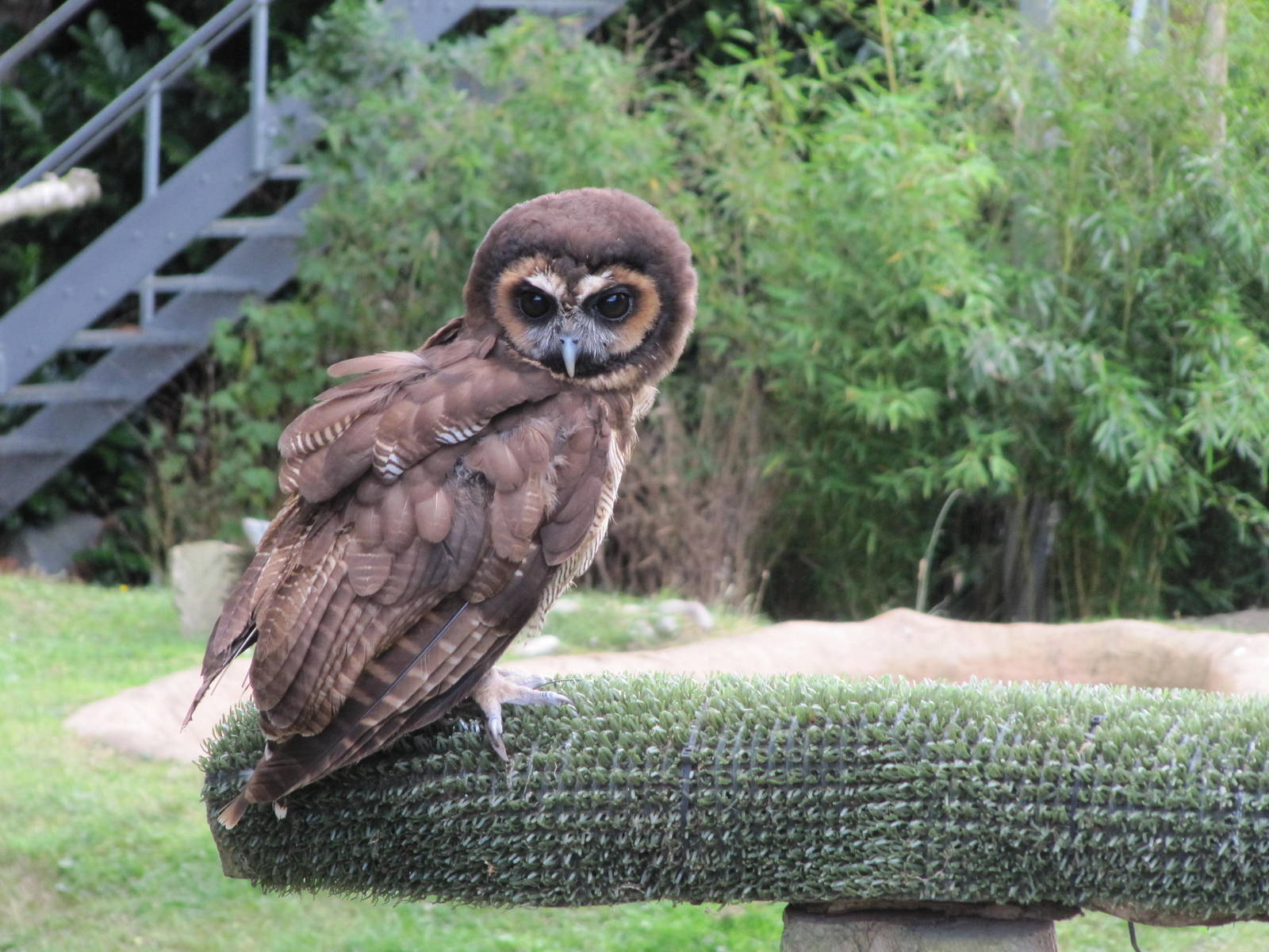 Wood Owl on 06/08/2016