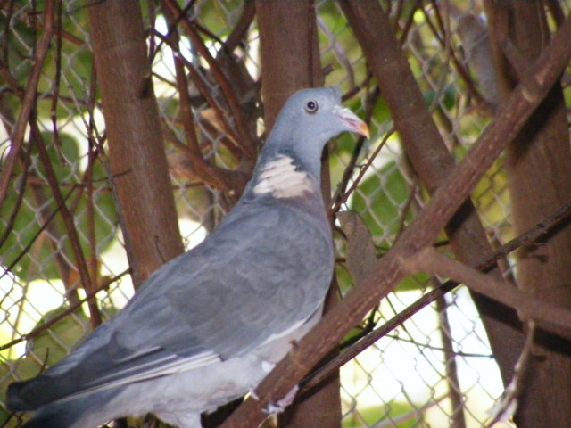 Wood Pigeon 14.3.09