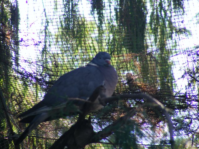 Wood Pigeon 22.1.10