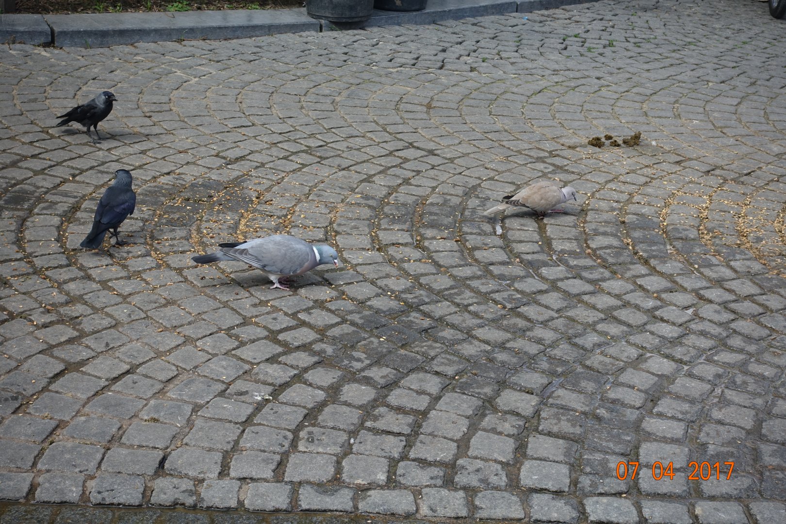 Wood pigeon and Collared dove in Brugge 7.4.17