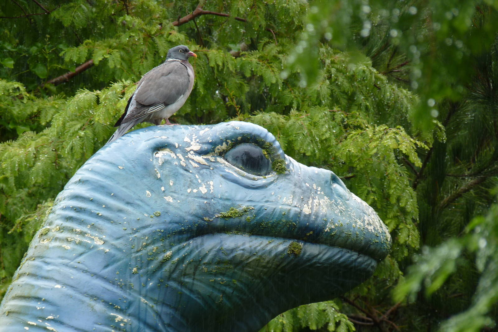 Wood pigeon and dinosaur, September 2016